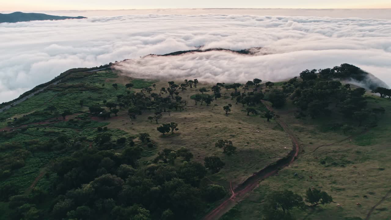 Madeira Fanal forest at sunset with clouds coming in panoramic view, fog, aerial, droneshot