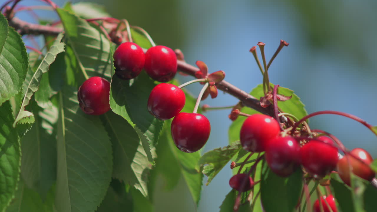 Close up buah ceri merah matang di pohon di bawah sinar matahari