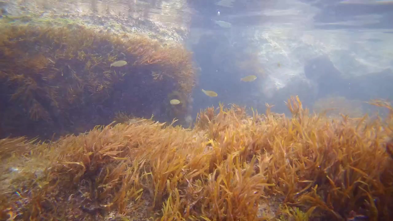 Wide underwater shot of rocky reef covered with golden seaweed in clear shallow ocean water with sunlight reflections