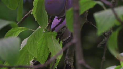 ciruelas moradas colgando de la rama de su árbol