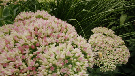 Abejorro-En-Flor-De-Cultivo-De-Piedra-En-Un-Día-Soleado-En-Verano-En-El-Jardín-Del-Parque