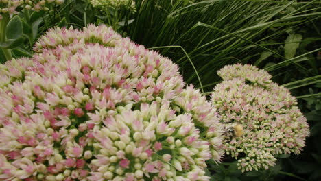 abejorro en la flor de stonecrop en un día soleado en verano en el jardín del parque