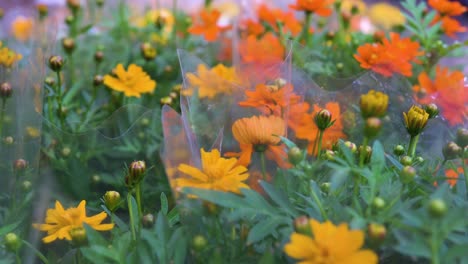 Native-to-Mexico,-the-yellow-and-orange-Cosmos-Sulphureus-flowering-plants-are-also-known-as-sulfur-cosmos-and-yellow-cosmos,-it's-seen-for-sale-at-a-flower-market-in-Hong-Kong