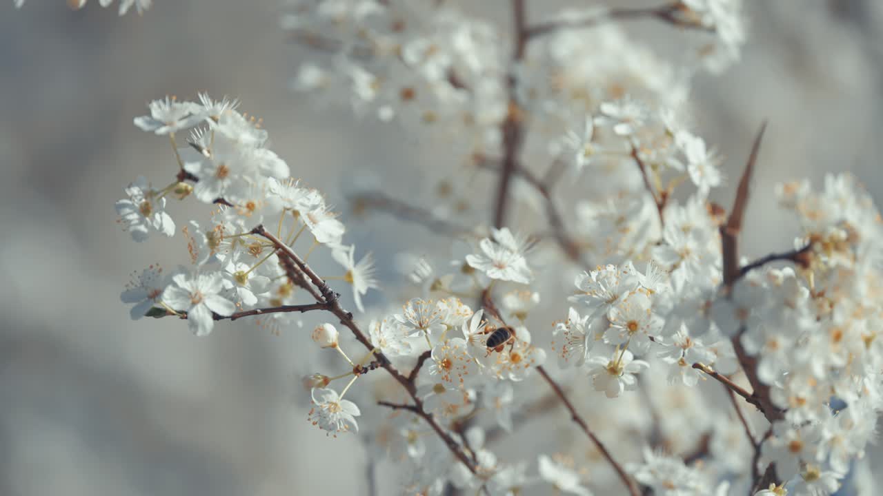 una abeja solitaria poliniza racimos de cerezas blancas, destacando la delicada belleza de los procesos de la naturaleza