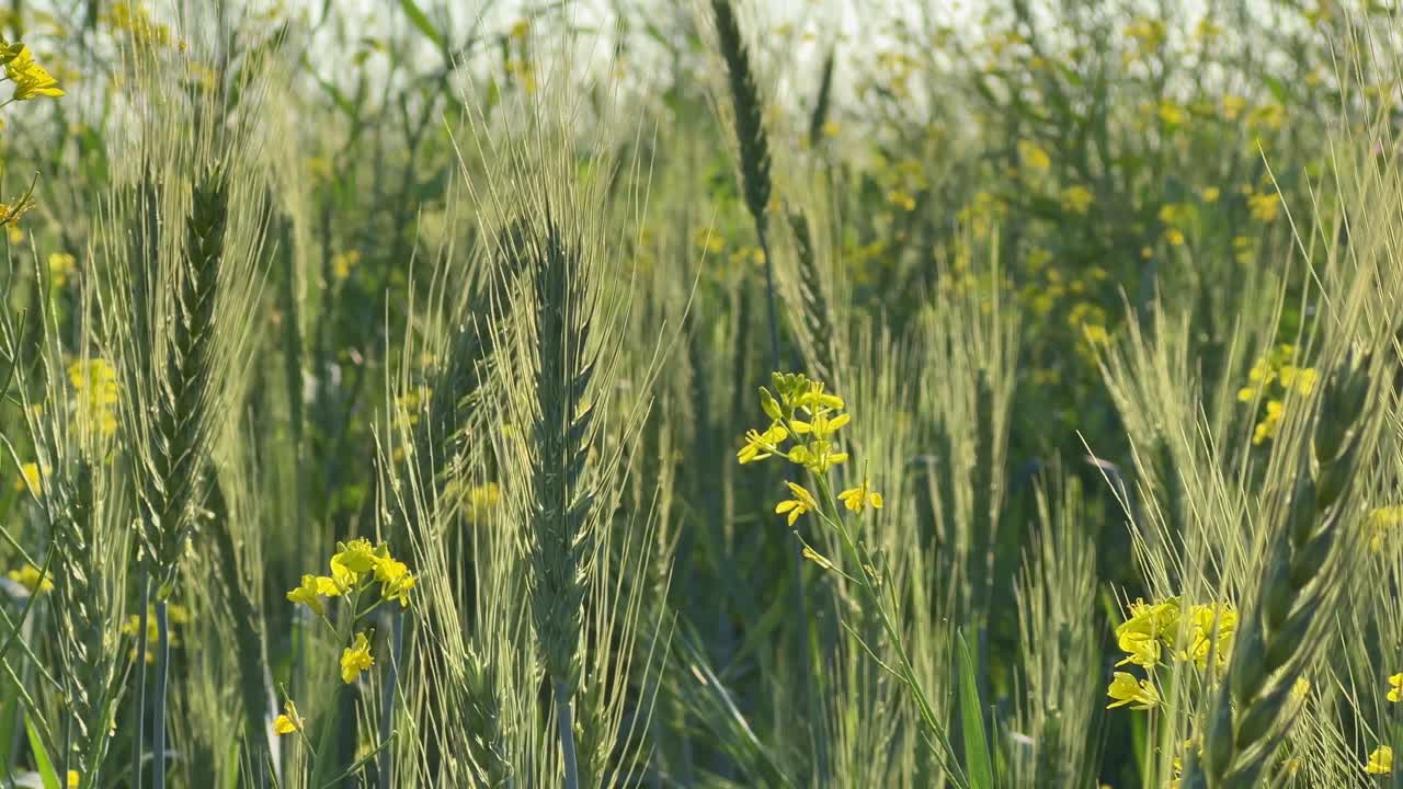 closeup shot of ear of wheat green swaying gently with the wind