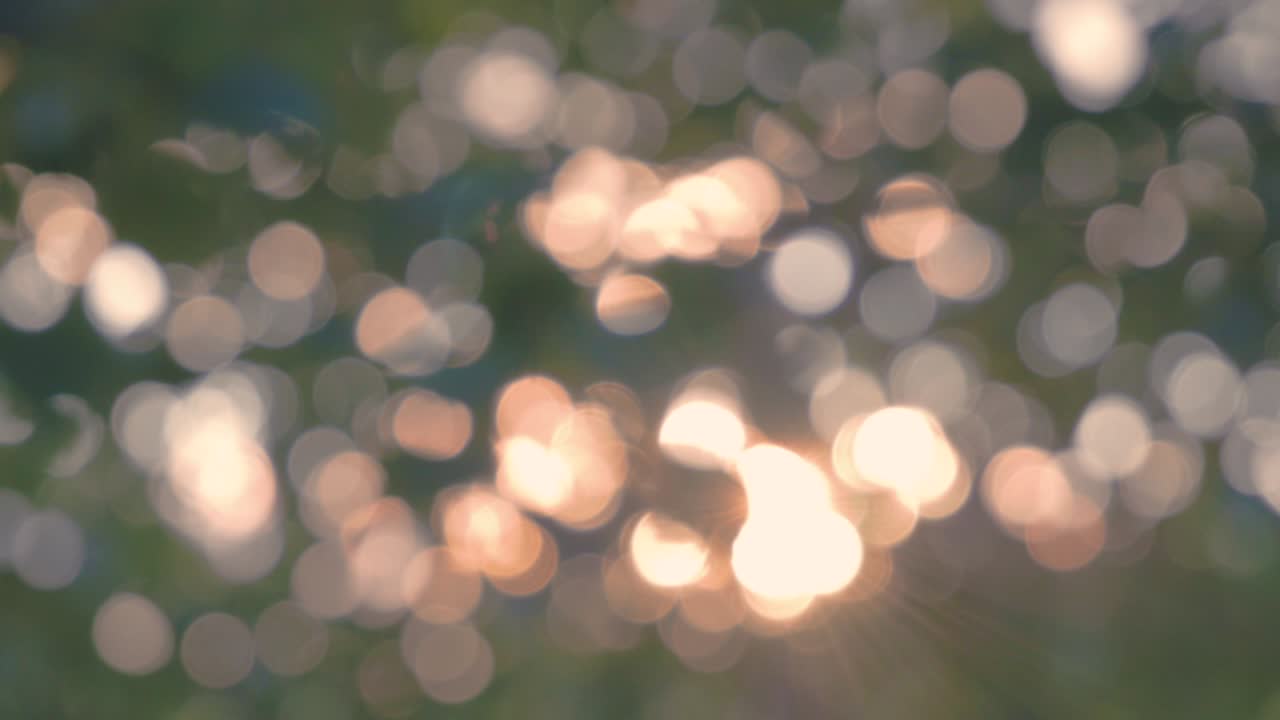 Sunny bokeh and light flare through the foliage of trees in the woods
