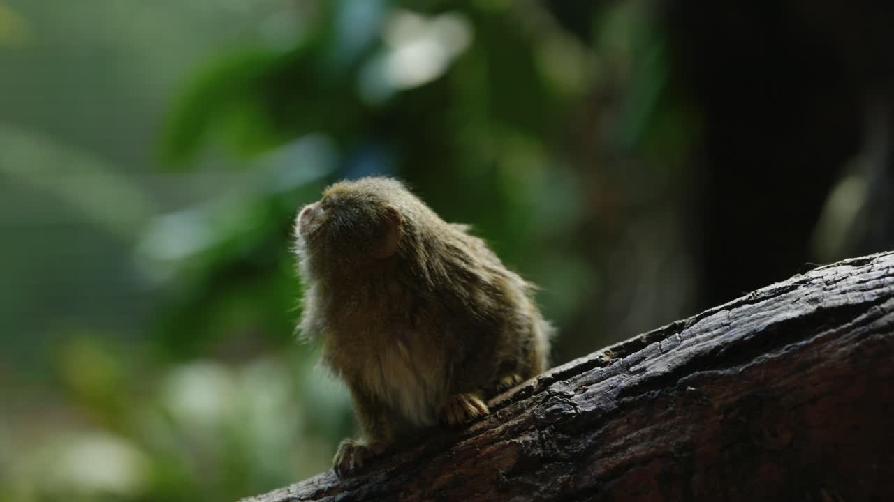un diminuto tití pigmeo oriental se sienta nervioso en una rama de un árbol frente a la cámara explorando su entorno