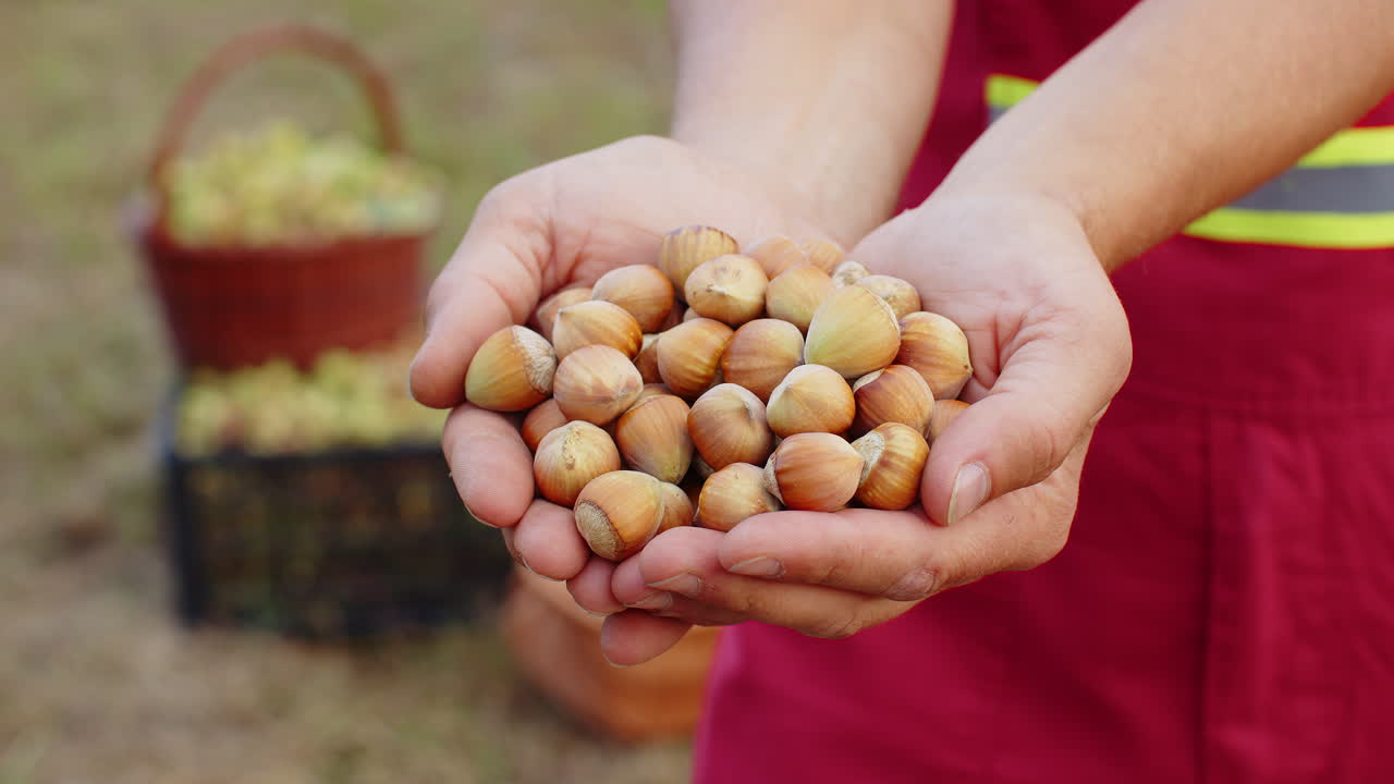 Close-up agronomist man farmer shows pile of raw unshelled hazelnuts in palm of hands good harvest