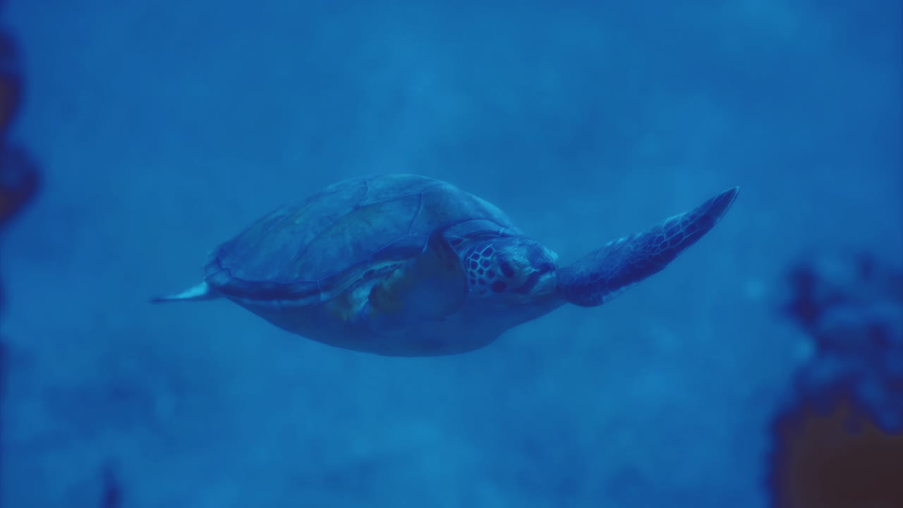 Sea turtle gliding gracefully through vibrant blue ocean waters