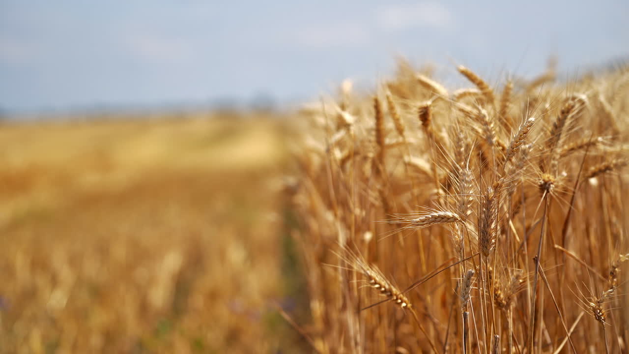 Rural scene of agricultural plants. Ripe spikelets of wheat swinging by wind on field. Golden ears of dry wheat on blur background. Close-up.
