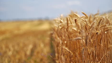 rural scene of agricultural plants. ripe spikelets of wheat swinging by wind on field. golden ears of dry wheat on blur background. close-up.
