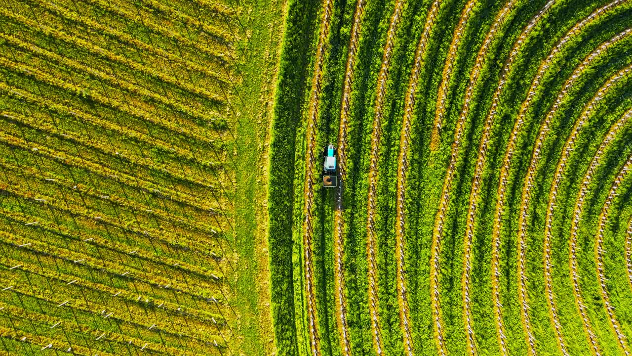 drone aéreo 4k imágenes de un tractor conduciendo en viñedos durante el amanecer de la mañana