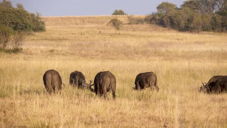 Una-Pequeña-Manada-De-Búfalos-Del-Cabo-Pastando-Tranquilamente-En-Las-Altas-Hierbas-De-La-Sabana-Sudafricana