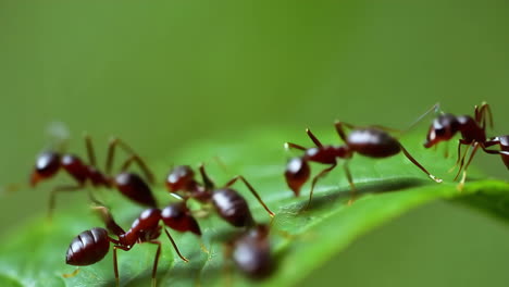 red ants moving across a green leaf