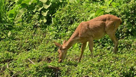 single eld's deer in full frame grazing with a green background of lush foliage