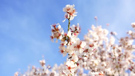 close-up shot of bees flying around an almond branch with white flowers blooming