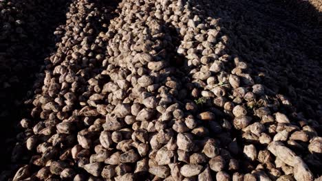 pile of sugar beet harvest in the field - drone shot