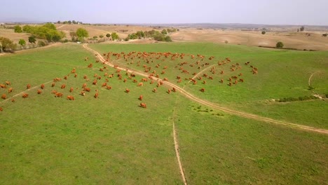 Kuhherde-Auf-Weiden-In-Portugal