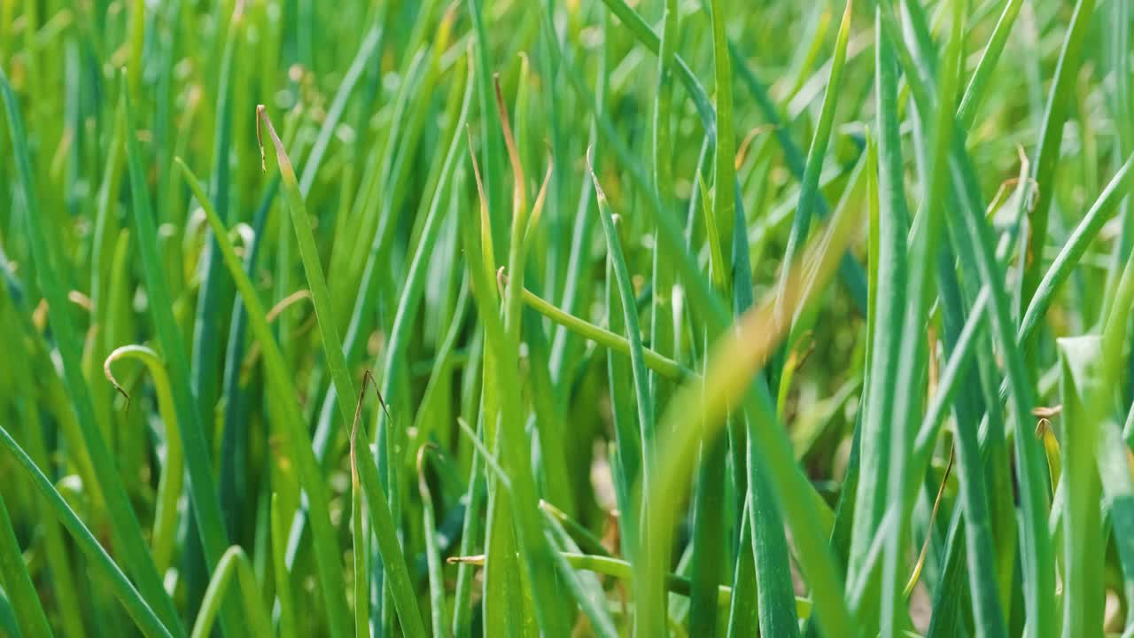 cebollas verdes creciendo en la tierra, agricultura orgánica, filas en el campo. cebolla verde germinada de cerca