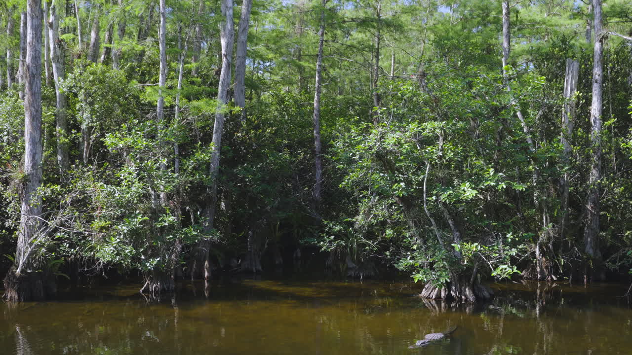Cypress Trees with Alligator Windy Day Landscape