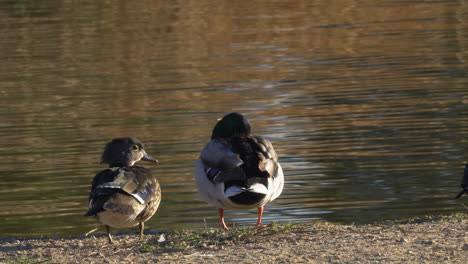 A-male-mallard-and-a-female-wood-duck-stand-on-the-edge-of-a-pond-or-lake