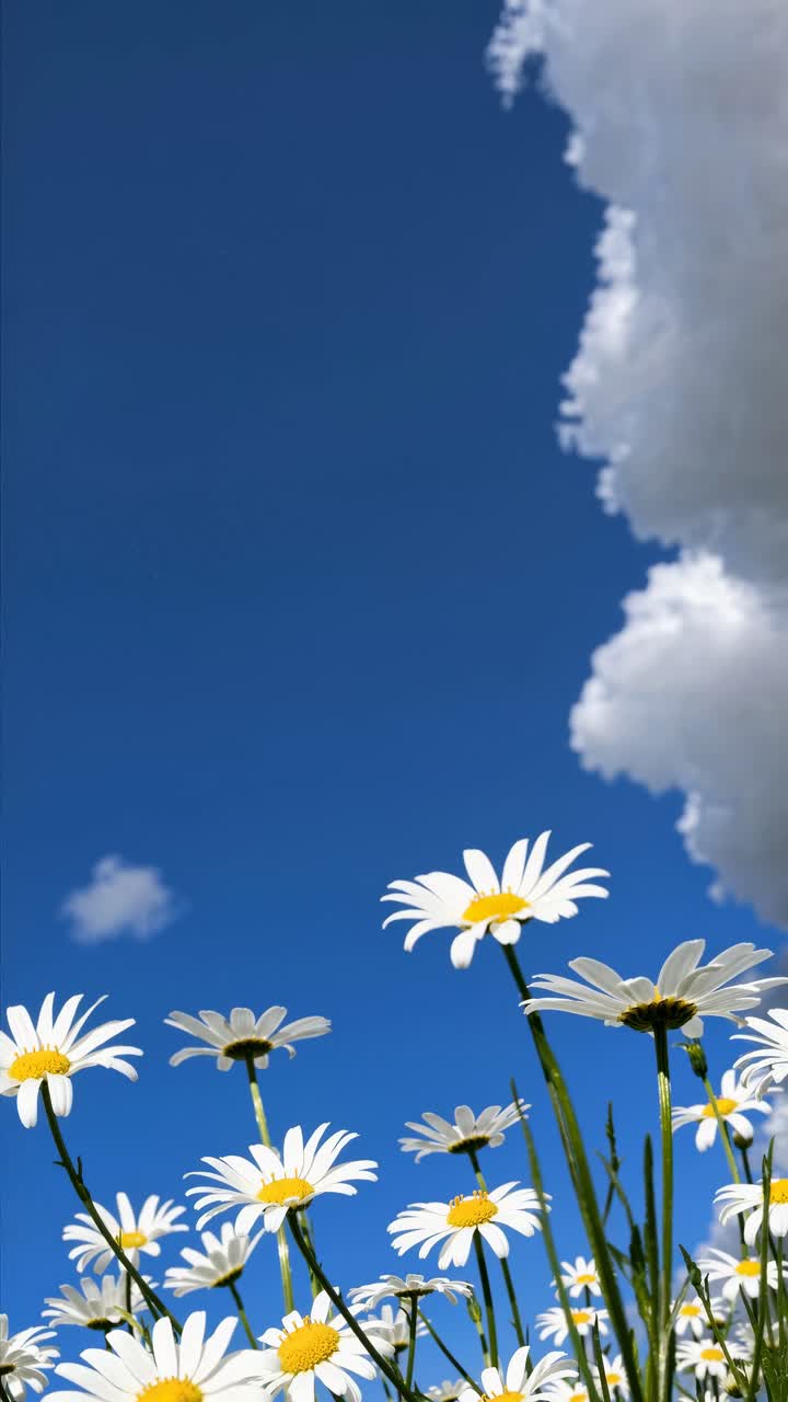 Low-angle shot of daisies against a bright blue sky with fluffy clouds, creating a serene