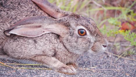 head of crouching scrub hare with long ears and moving sniffing snout