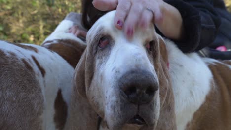 Bassett-Hound-In-Einem-Park,-Der-Von-Einer-Attraktiven-Frau-In-Zeitlupe-Gestreichelt-Wird