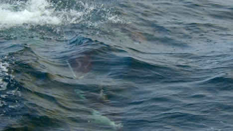 dos delfines saltan y juegan en el agua