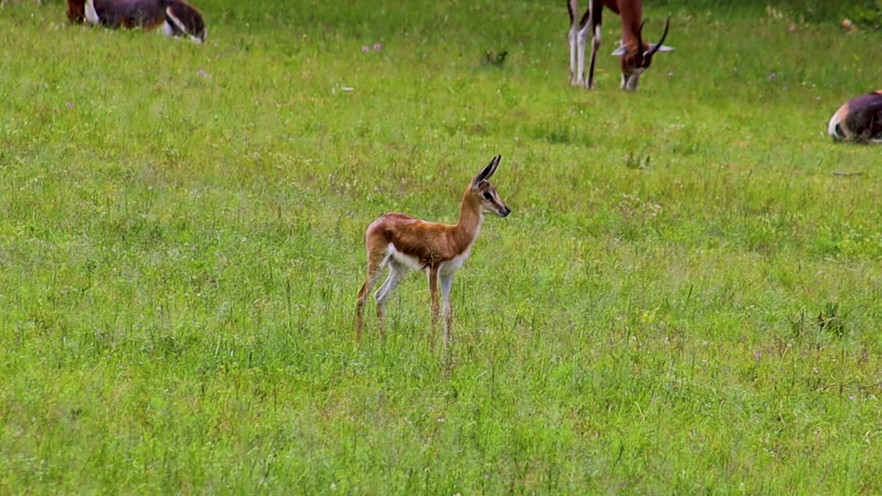 antílope springbuck bebé mirando alrededor hd 30fps