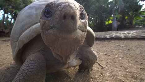 giant aldabra tortoise walking