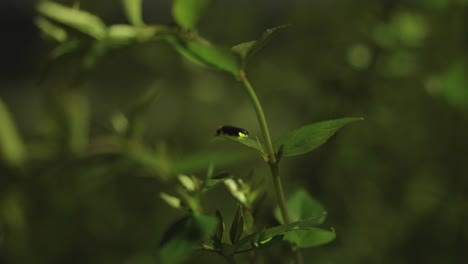 genji-botaru, luciérnaga japonesa que brilla en la noche