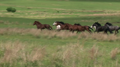 Caballos-Salvajes-Corriendo