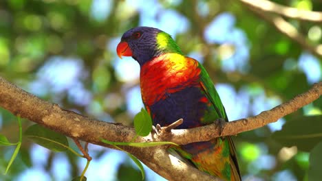 plumaje colorido y vibrante, lorikeet arcoiris salvaje, trichoglossus moluccanus posado en el árbol en un día soleado en primavera con brotes de hojas verdes frescas de la rama, queensland, australia
