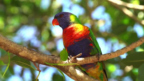 colorful and vibrant plumage, wild rainbow lorikeet, trichoglossus moluccanus perching on the tree on a sunny day in spring with fresh green leaf sprout out from the branch, queensland, australia