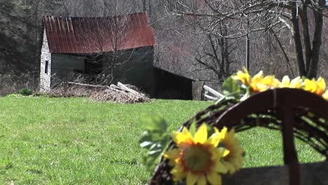 bright yellow sunflowers are the only signs of life near an old farmhouse whose roof is on the verge of collapse