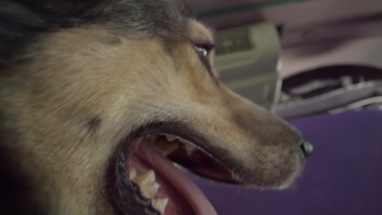 cara de perro graciosa sentado en el coche con la lengua sacada. enfoque selectivo. viajar con mascotas