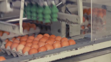 eggs moving on the production line