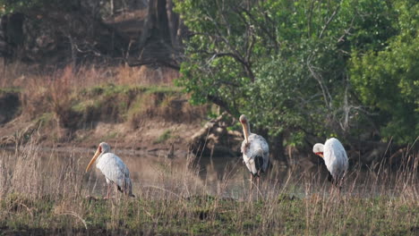 cigüeñas de pico amarillo arreglando sus plumas - de cerca