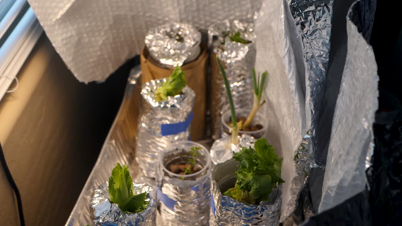 Replanting vegetables in a house garden