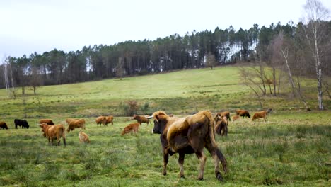 betizu-cow-walking-to-herd-in-grass-field-of-ourense,-spain