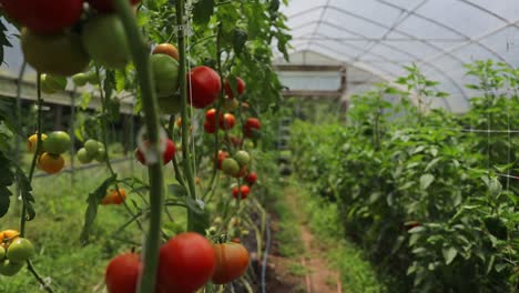 moving- flying past tomato vines loaded with tomatoes in small farm greenhouse - slow motion