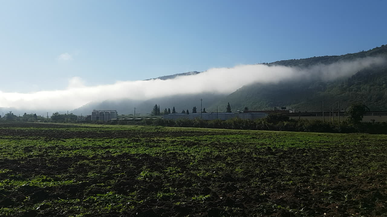안개가 낀 산들을 배경으로 한 이른 밀밭의 탁 트인 전망