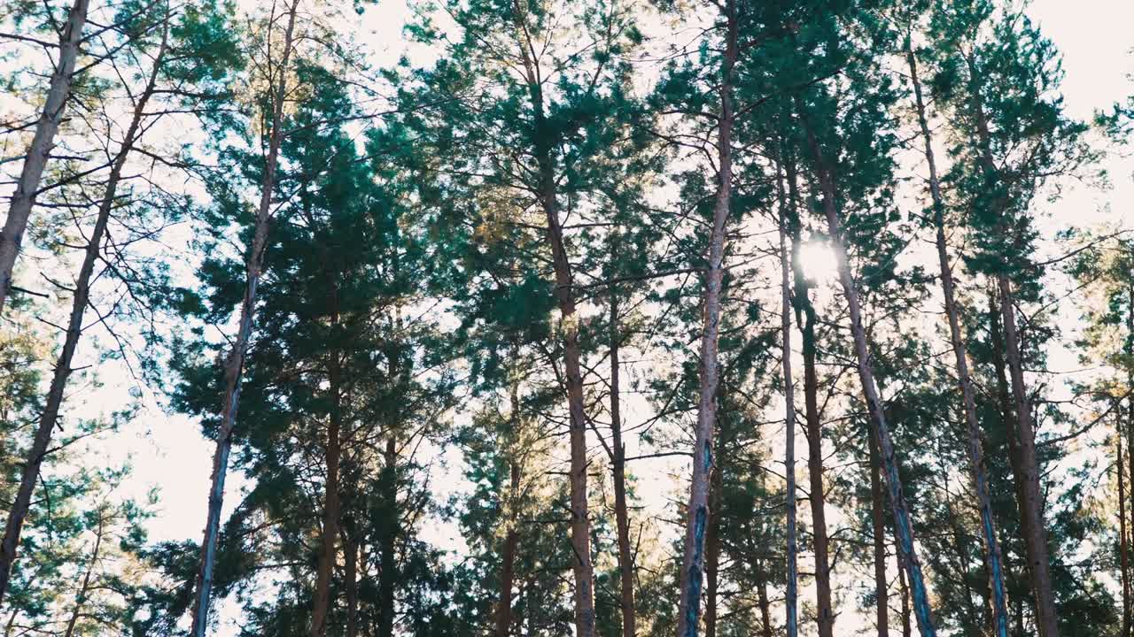 Walk through the woods among the tall trees. POV.