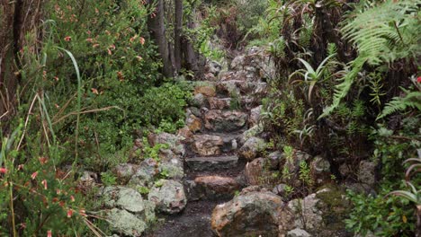 Steps-in-dense-forst-leads-upward-into-the-unknown