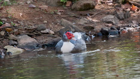 A-muscovy-duck-in-the-water