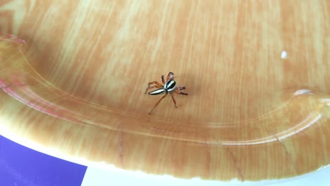 A-Two-striped-jumper,-a-type-of-spider-found-in-wooded-Asian-environments-crawling-around-an-outdoor-table-set