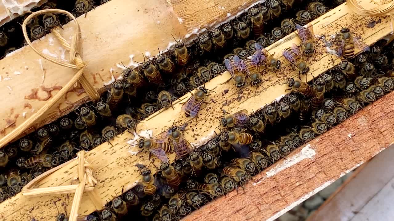 Honey Bees family on honeycomb in apiary