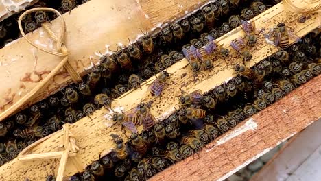 honey bees family on honeycomb in apiary