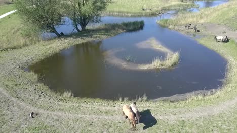 Aerial-view-of-wild-Konik-horses-in-National-Park-Oostvaarders-plassen,-Flevoland,-the-Netherlands